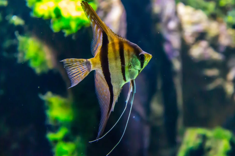 Essentiële tips voor het moeiteloos onderhouden van je aquarium
